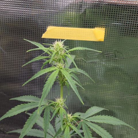 HazeL growlog timeline photo