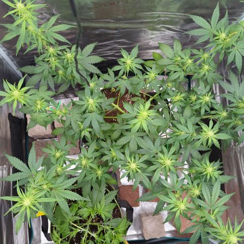 HazeL growlog timeline photo