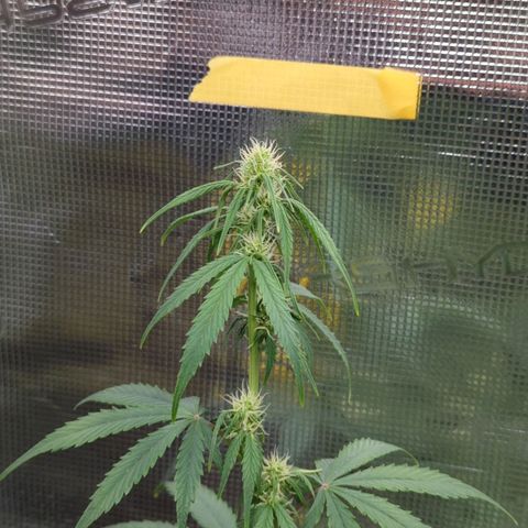 HazeL growlog timeline photo