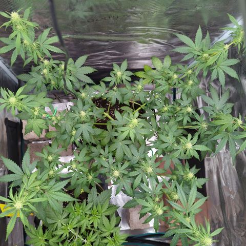 HazeL growlog timeline photo