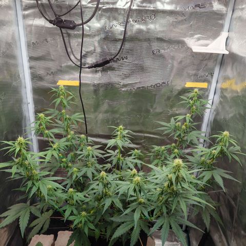 HazeL growlog timeline photo