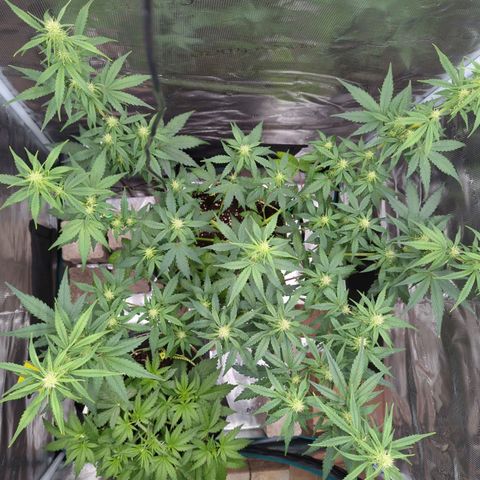 HazeL growlog timeline photo