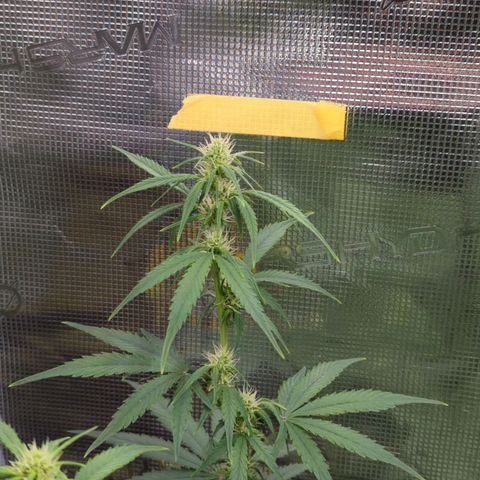 HazeL growlog timeline photo