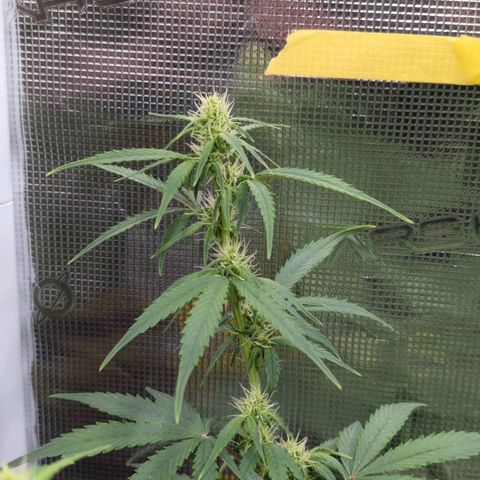 HazeL growlog timeline photo