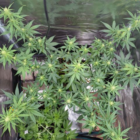 HazeL growlog timeline photo