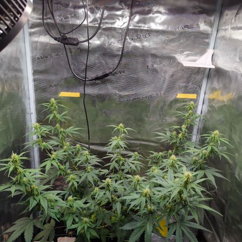 HazeL growlog timeline photo
