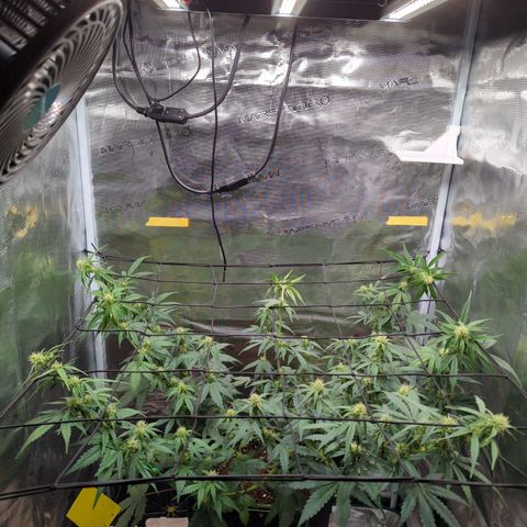 HazeL growlog timeline photo