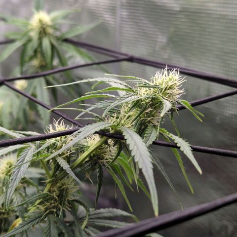 HazeL growlog timeline photo