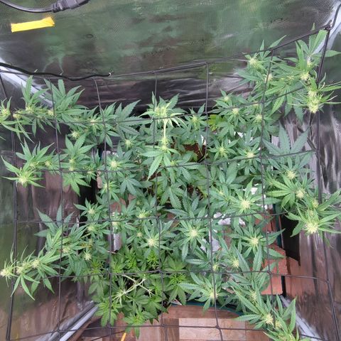 HazeL growlog timeline photo