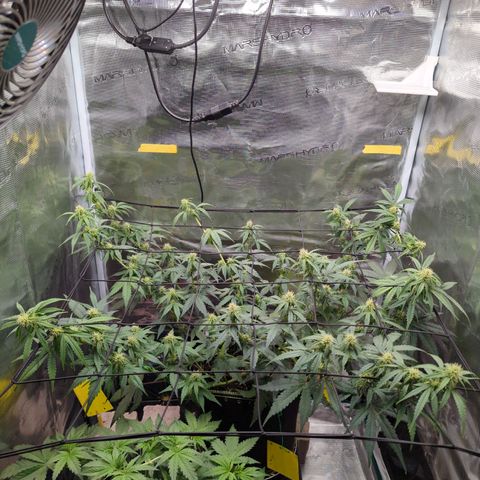 HazeL growlog timeline photo