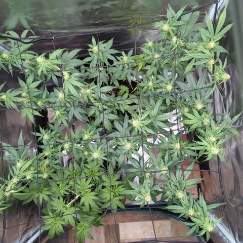 HazeL growlog timeline photo