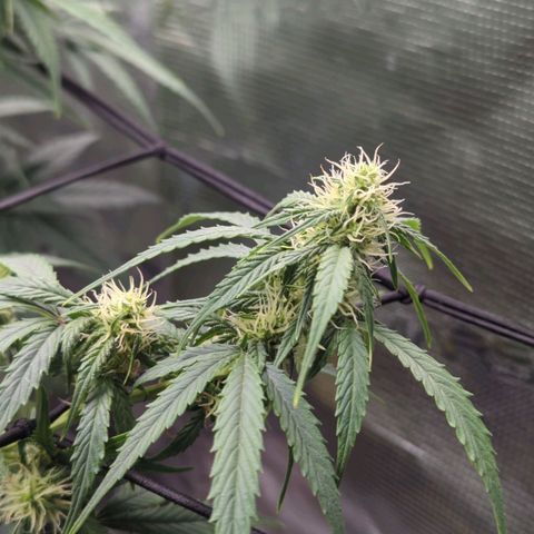 HazeL growlog timeline photo
