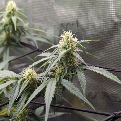 HazeL growlog timeline photo