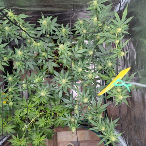 HazeL growlog timeline photo