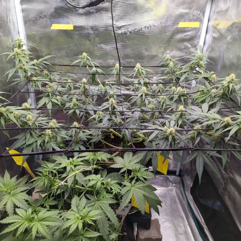 HazeL growlog timeline photo