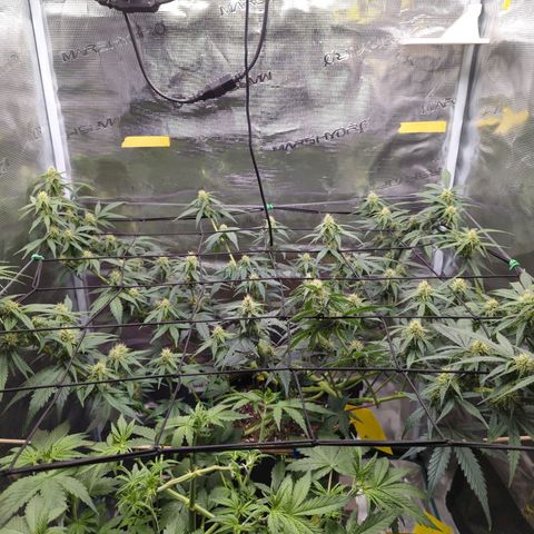 HazeL growlog timeline photo