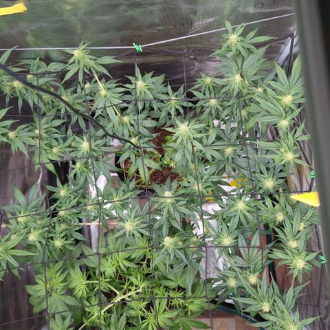HazeL growlog timeline photo
