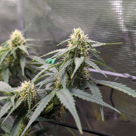 HazeL growlog timeline photo