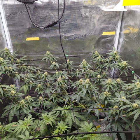 HazeL growlog timeline photo