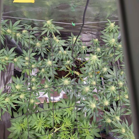 HazeL growlog timeline photo