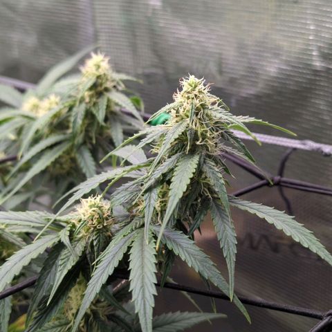 HazeL growlog timeline photo