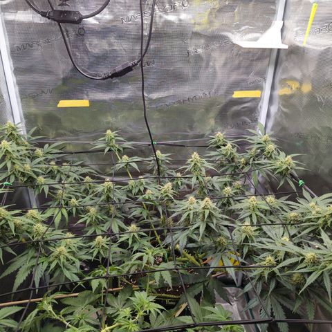 HazeL growlog timeline photo