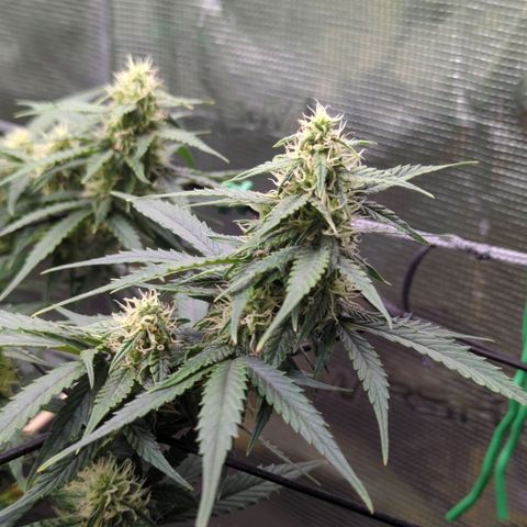 HazeL growlog timeline photo