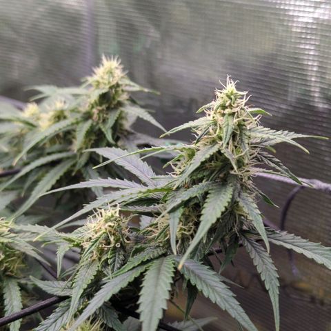 HazeL growlog timeline photo
