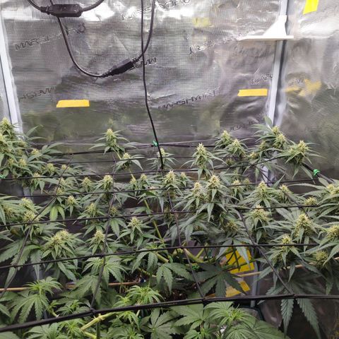 HazeL growlog timeline photo