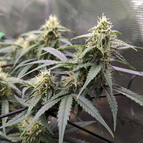 HazeL growlog timeline photo