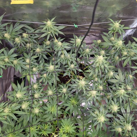 HazeL growlog timeline photo