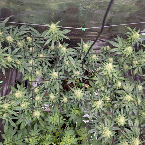 HazeL growlog timeline photo