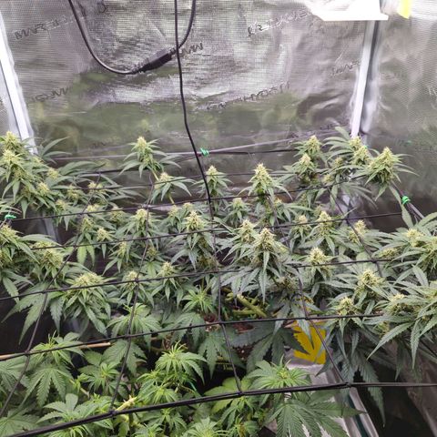 HazeL growlog timeline photo