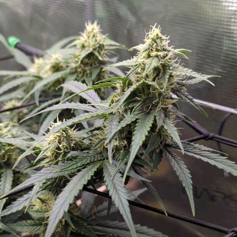 HazeL growlog timeline photo