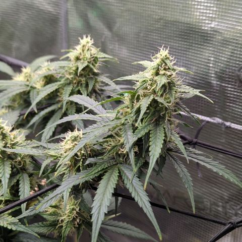 HazeL growlog timeline photo