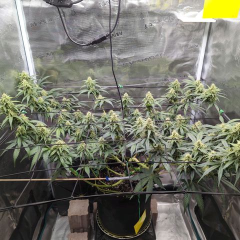 HazeL growlog timeline photo