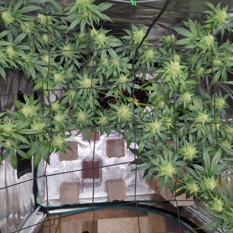 HazeL growlog timeline photo
