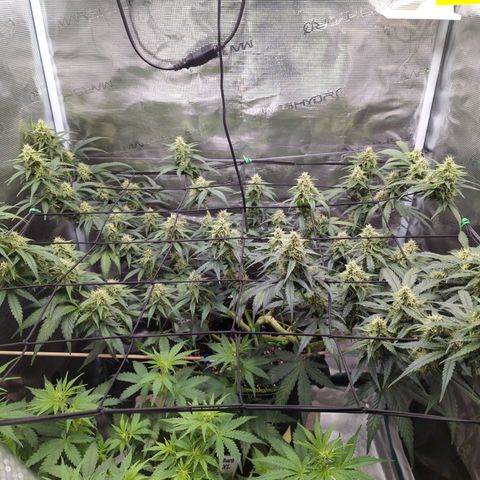 HazeL growlog timeline photo