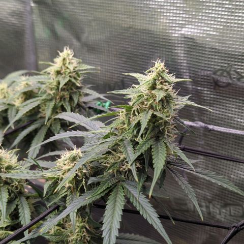 HazeL growlog timeline photo