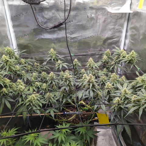 HazeL growlog timeline photo