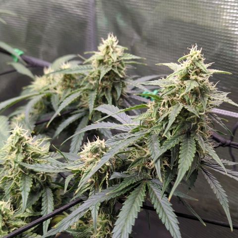 HazeL growlog timeline photo