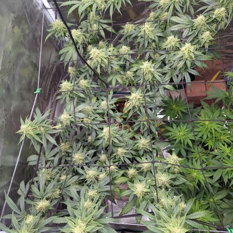 HazeL growlog timeline photo