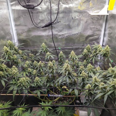 HazeL growlog timeline photo