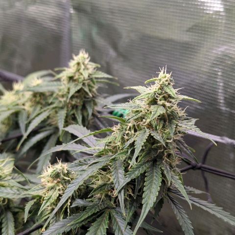 HazeL growlog timeline photo