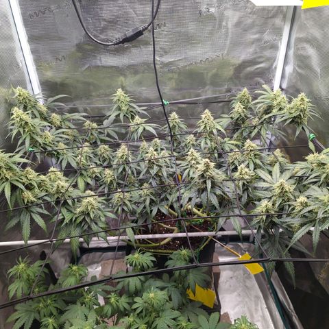 HazeL growlog timeline photo