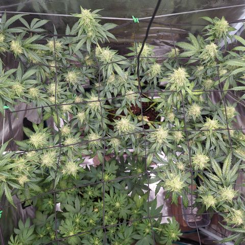 HazeL growlog timeline photo