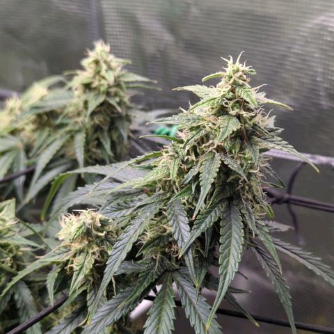 HazeL growlog timeline photo