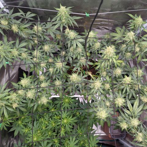HazeL growlog timeline photo