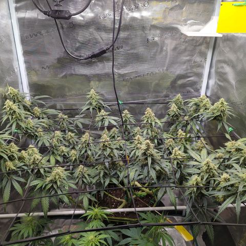 HazeL growlog timeline photo