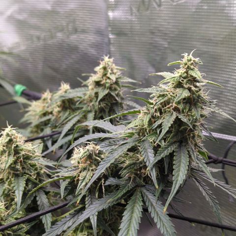 HazeL growlog timeline photo